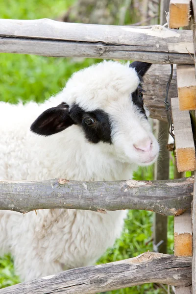 Lamb Bósnia Herzegovina — Fotografia de Stock