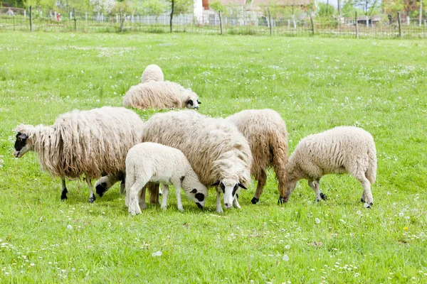 Schafe auf der Weide — Stockfoto