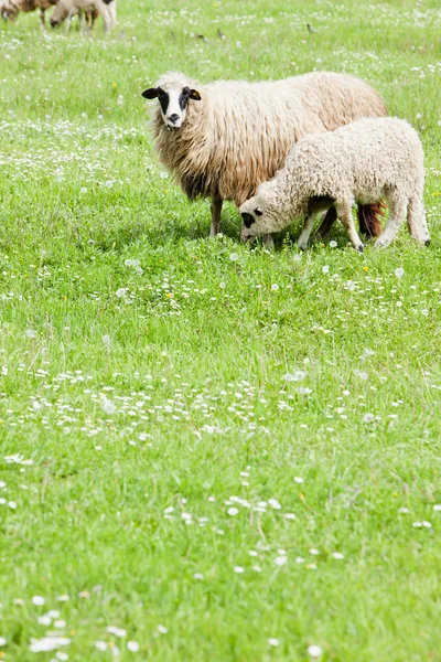 Ovelhas Com Cordeiro Bósnia Herzegovina — Fotografia de Stock