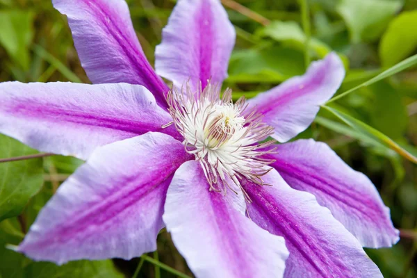 stock image Flower