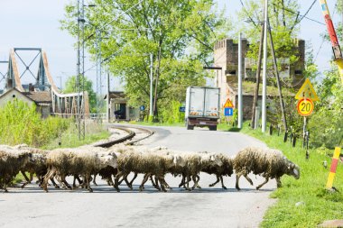 Sheep herd, Serbia clipart