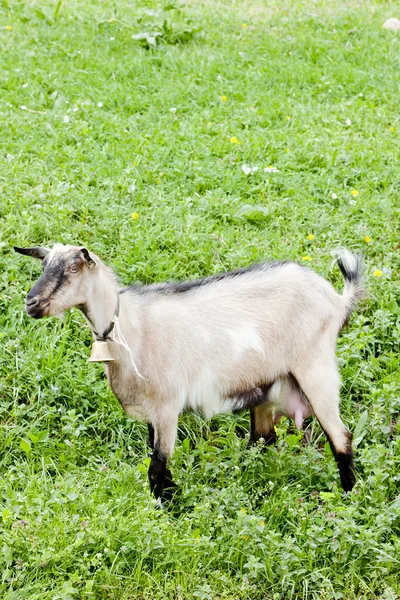 Goat on meadow — Stock Photo, Image