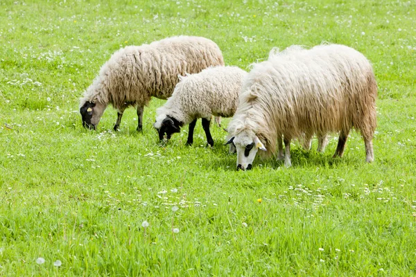 Owce Łące Bośnia Hercegowina — Zdjęcie stockowe