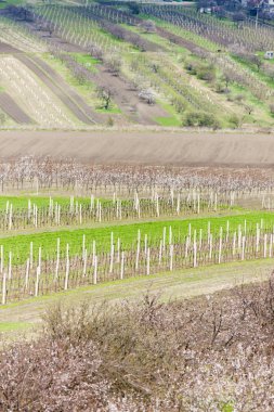 Vineyard called Kravi hora near Kobyli, Czech Republic