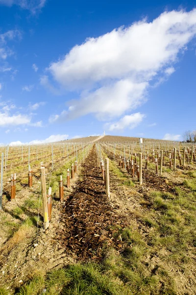 stock image Vineyard, Mo