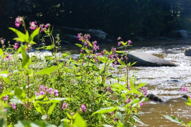 Sázava Nehri, Çek Cumhuriyeti