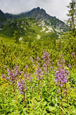 Vysoke Tatry (yüksek Tatras), Slovakya