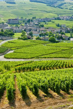 Vineyards, Burgundy, France clipart