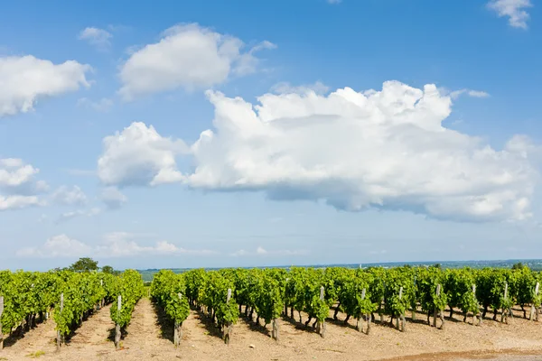 Виноградник, Бургундія, Франція — стокове фото