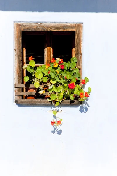 꽃이 활짝 핀 창 — 스톡 사진