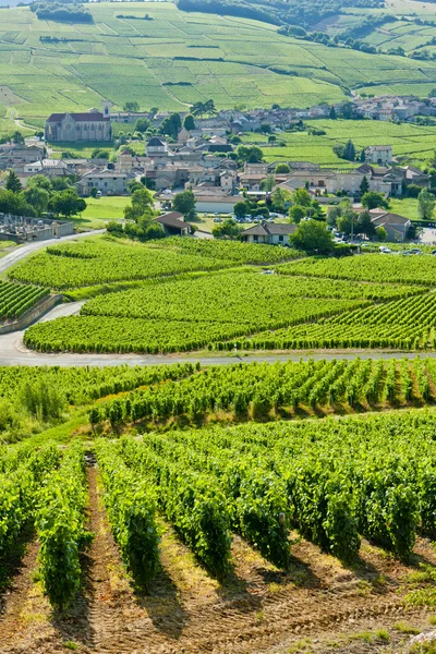 Vineyards, Burgundy, France — Stock Photo, Image