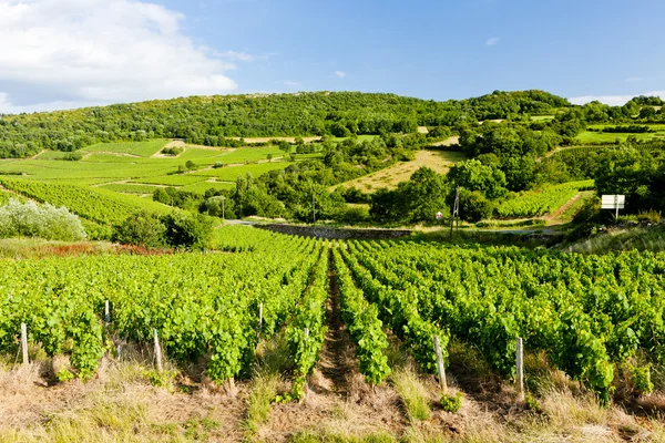 Виноградник Вблизи Pouilly Fuisse Бургунди Франция — стоковое фото