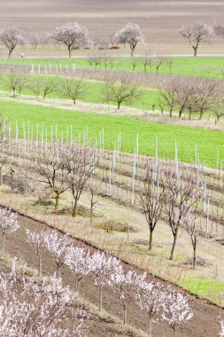 Vineyard called Kravi hora near Kobyli, Czech Republic