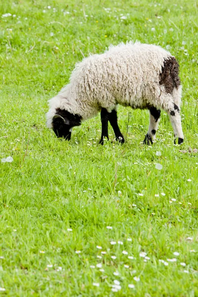 Lamb on meadow — Stock Photo, Image
