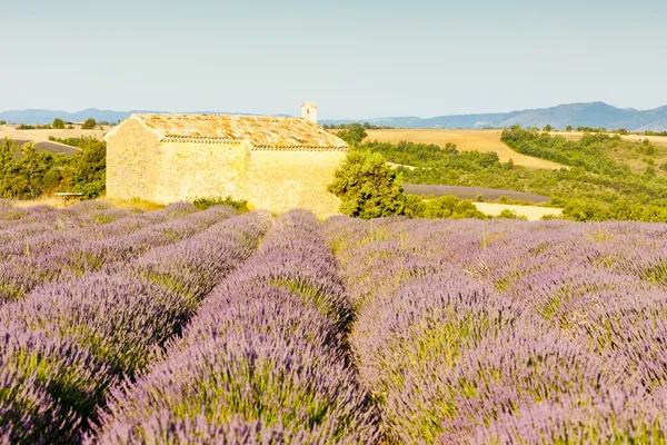 Capela com campo de lavanda na Provença — Fotografia de Stock