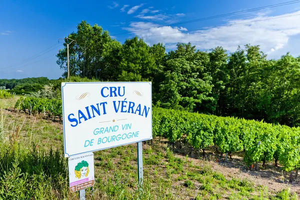Vinmarker Saint Veran Bourgogne Frankrig - Stock-foto