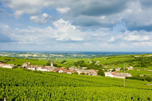 Vingårdarna Nära Fuisse Bourgogne Frankrike — Stockfoto