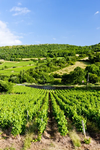 Vingård Nära Pouilly Fuisse Bourgogne Frankrike — Stockfoto