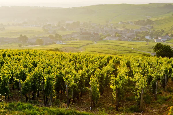 Виноградники Рядом Fuisse Бургундия Франция — стоковое фото