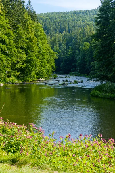 Sázava Floden Tjeckien — Stockfoto