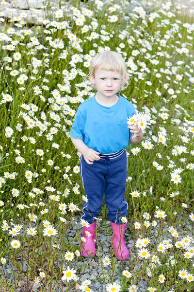 Menina no prado de verão — Fotografia de Stock