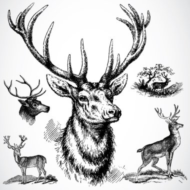 Buck Deer clipart
