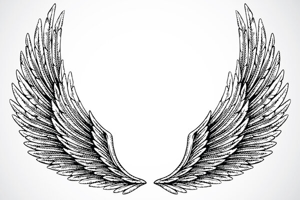 Wings on white background