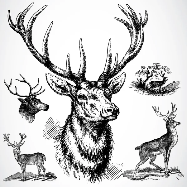 Buck Deer — Stock Photo, Image
