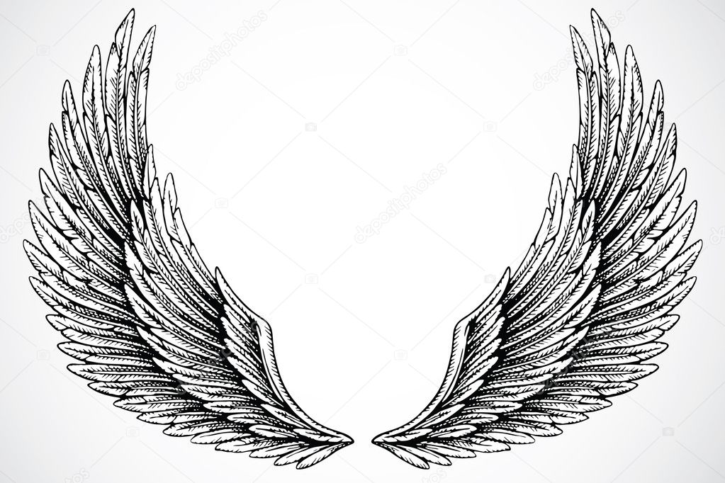 Wings on white background