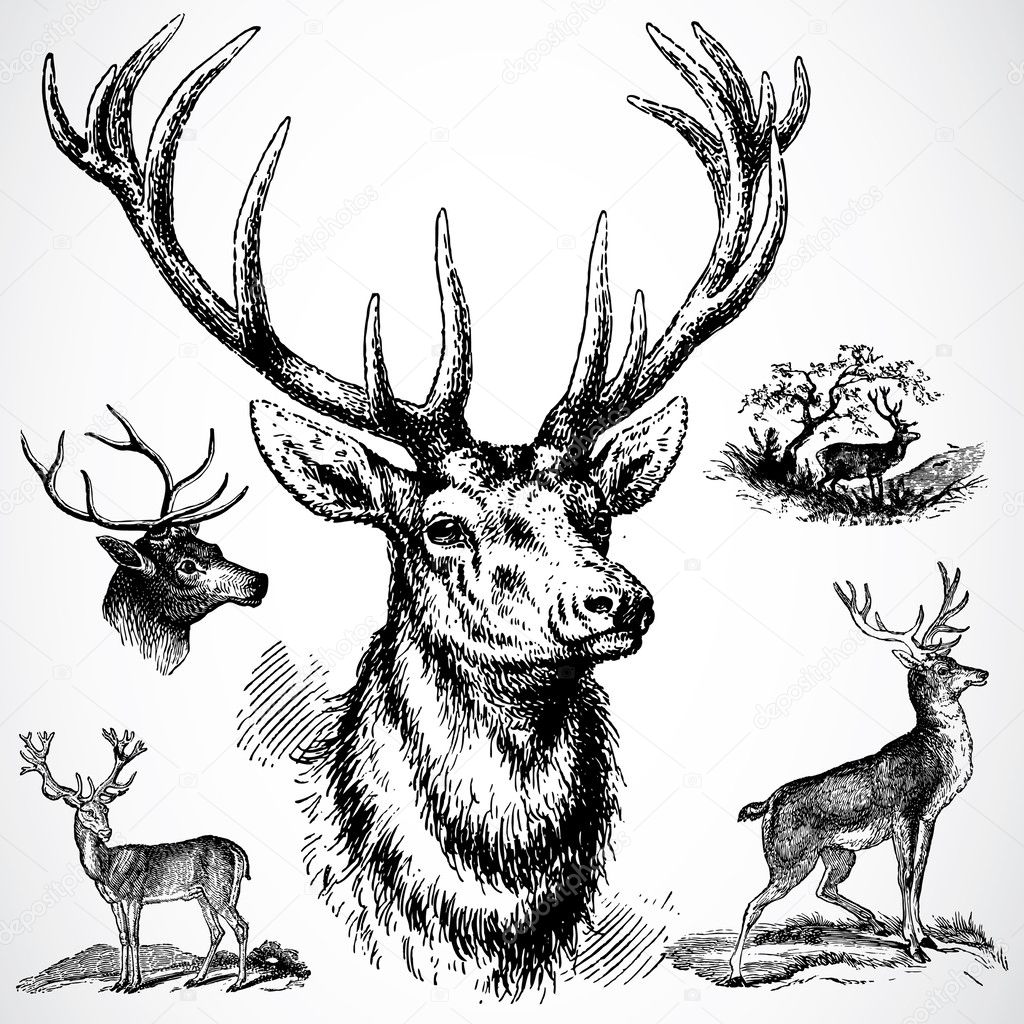  Buck Deer