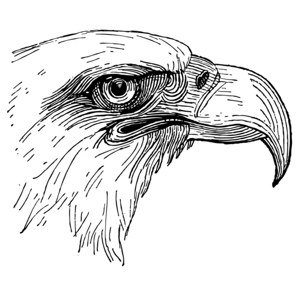Eagle Head — Stock Photo, Image
