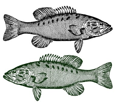  Smallmouth Bass clipart