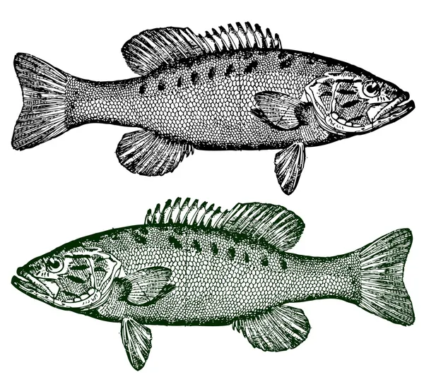 Smallmouth Bass — Zdjęcie stockowe
