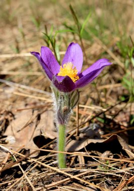 güzel bloom pasqueflower