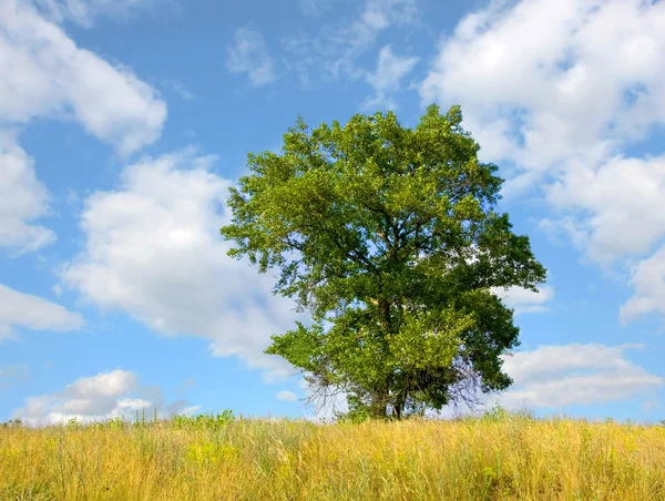 Enbart träd — Stockfoto