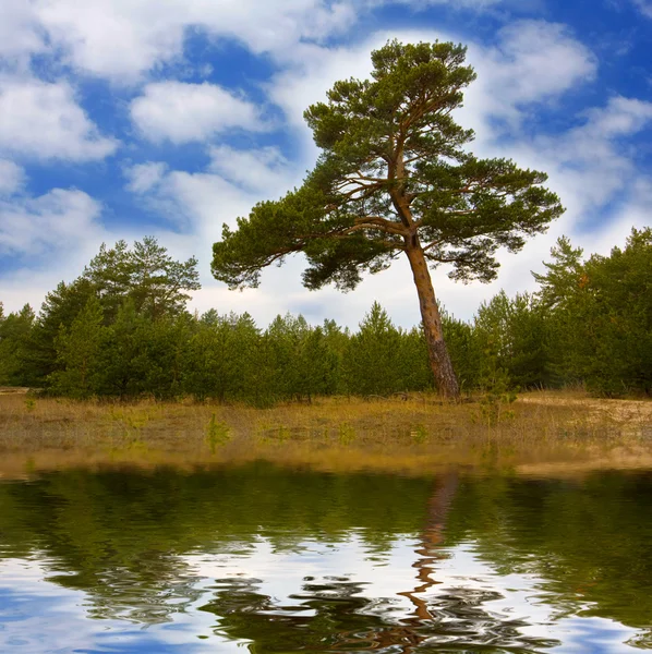 Pine in forest — Stock Photo, Image