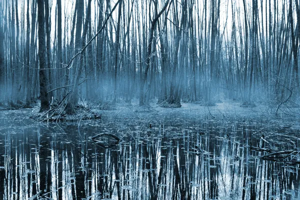 Misty floresta om pântano — Fotografia de Stock