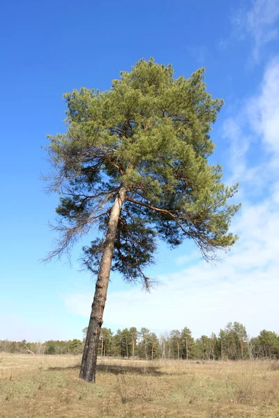 Baum allein auf Feld im Wald — Stockfoto