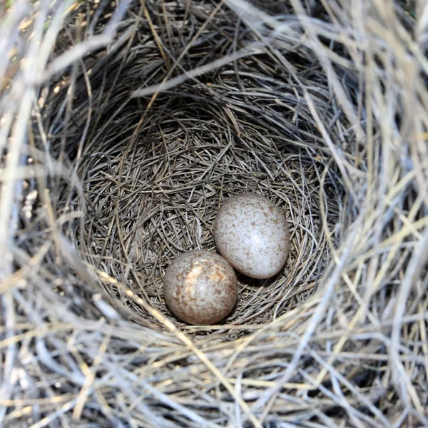 stock image Two eggs in nest