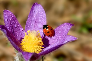 Ladybird çiçek