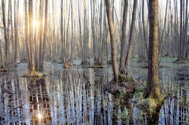 Flooded tree in forest clipart