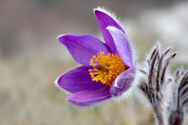 Nice bloom pasqueflower clipart