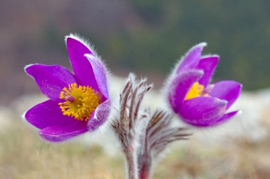 Pasqueflowers clipart