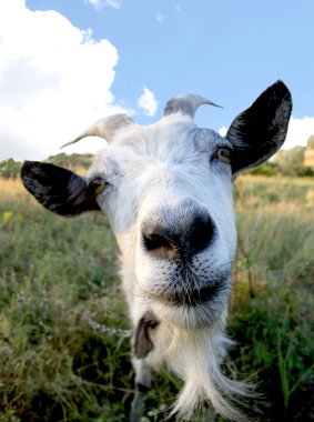 Funny Rural billy goat on the meadow clipart