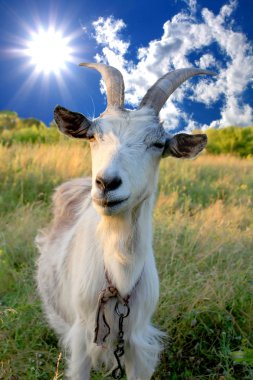 Billy goat on meadow clipart