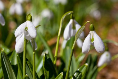 Snowdrops clipart