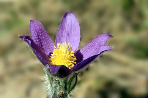Blloom pasqueflower — Zdjęcie stockowe
