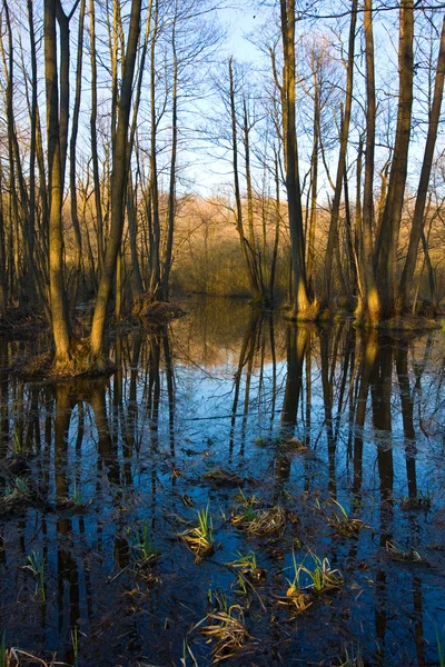 Evening in flooded oak forest — Stock Photo, Image