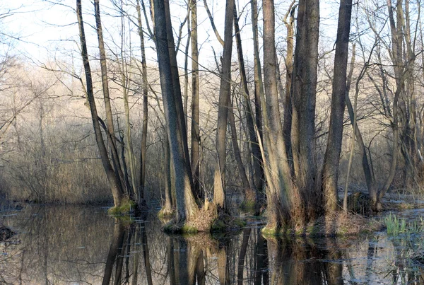 水淹的森林 — 图库照片