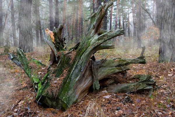Tronco de madeira na floresta nebulosa — Fotografia de Stock